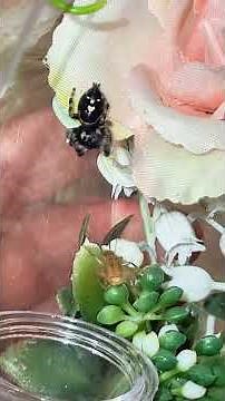 jumping spider hunting techniques are awesome #jumpingspider