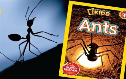 Ants蚂蚁 少儿英语读物 National Geographic Readers