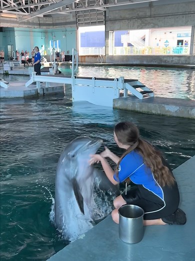 Celebrating National Dolphin Day: Fun Facts & Videos