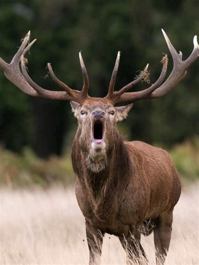 Deer Meeting in Animal Crossing: A Natural Encounter