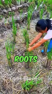 197K views · 914 reactions | Rice Fields and Fish: China's Integrated Paddy-Fish Farming System #RiceFarming #FishFarming #SustainableAgriculture #PaddyFieldInnovation | Fact Mentor | Facebook