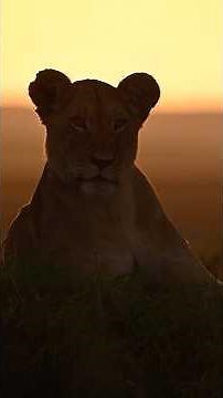 Cry of the Kalahari - Trailer