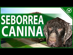 🐶 Seborrhea in Dogs - Types and Home Remedies 🐶🧴