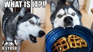 1.2M views · 41K reactions | Key loves his waffles so I thought I'd try omelette mix in it... it didn't quite go to plan and Key yelled at me! | Keyush the Stunt Dog | Facebook