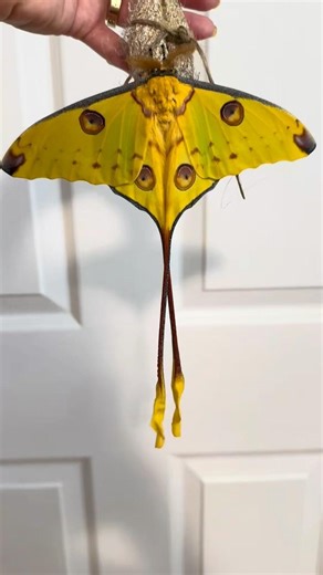 The Comet Moth, Argema Mittrei