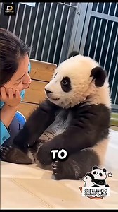 Why You Can’t Buy a Panda — The Secret Behind China’s Panda Diplomacy