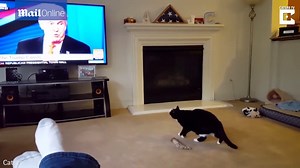Scaredy cat! Kitten sprints for the door after seeing Trump on TV