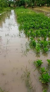 10K views · 55 reactions | Cash crop farmer and fruit farmer Thomas Jones's farm at Sandvoort Village, West Canje Berbice under water. Crops destroyed by the heavy flooding in the area. If there's any agency that can provide assistance to Jones, he may be contacted via telephone 649-1930 | Little Guyana-592 News | Facebook