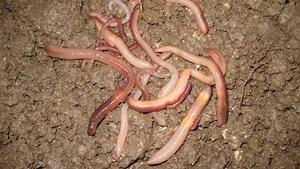 The power of earthworm poop and how it could influence climate change - The Weather Network