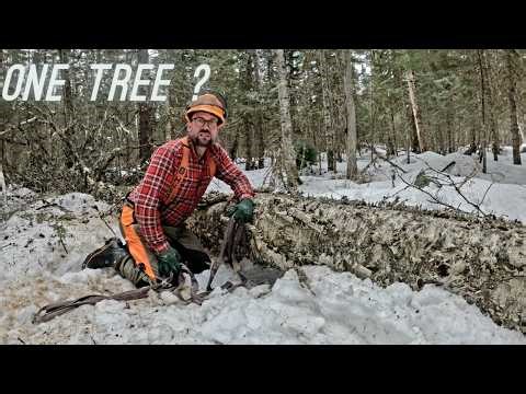 Can This Single Massive Birch Tree Floor My Entire Cabin ?