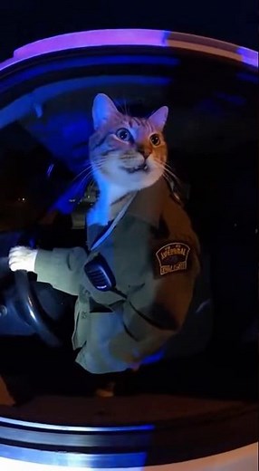 Cat Caught Driving Animal Control Van! #cats #police
