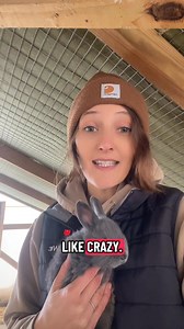 Most people don’t realize one of the best ways to keep winter rabbit litters warm is something many homesteads already have for free—sheep wool. 🐑🐇 Wool is naturally insulating, stays warm even when damp, and doesn’t mold like straw. I just trim a little extra off our sheep and add it straight into the nesting box. The does absolutely love it, and this simple trick can save an entire litter on those freezing nights. Homesteading is all about using what God already provides #homesteading #meatr