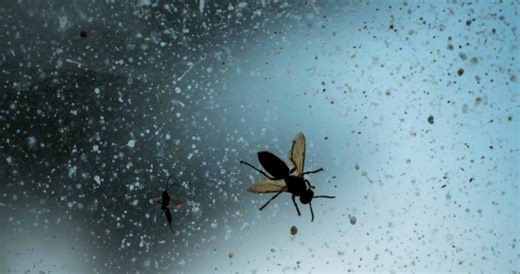 Un-"bee"-lievable Damage: How Cars Contribute To Bee Deaths And Affect The Environment