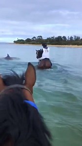 Have you ever seen a dolphin lead out a horse into the ocean? Cliff‘s Edge and Overkill are getting some help. 🌊🐬 Ciaron Maher Racing | Racing.com