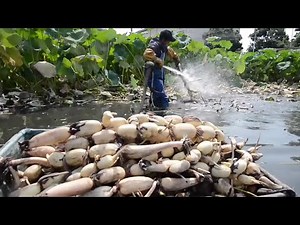 The Life Cycle of Lotus Root | Modern Agricultural Cultivation and Harvest of Lotus Root