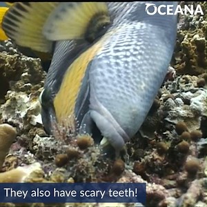 715K views · 8.9K reactions | Check out the teeth on these triggerfish!  | Oceana | Facebook