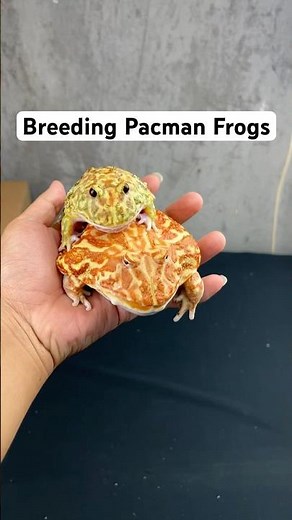 Breeding Pacman Frogs | WA 082137374647 | IG: @Reptilezoy.co