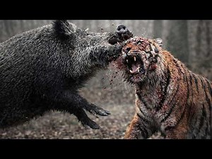 This “Pig” Can Kill Tigers, Bears… and Even YOU! — WILD BOAR