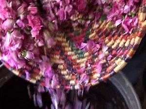 The Damask rose -- one of the world's most ancient