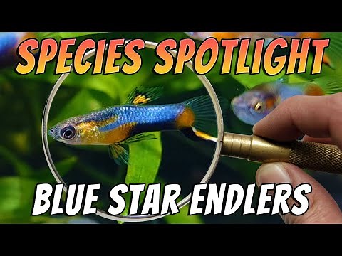 Blue Star Endlers (Poecilia wingei) Aquarium Fish Species Profile & Care Guide