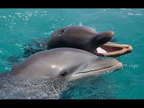 Dolphins Recorded Having Full Human-Like Conversation