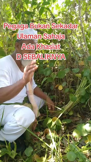 Kebaikan Pokok Pegaga Untuk Kesihatan