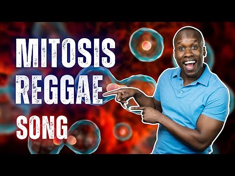 Mitosis Reggae Song - Cell Division, but Actually FUN!