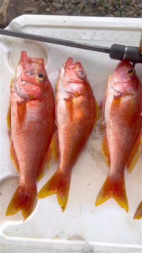 Jigging up some dinner with @adamfishk If you're looking for the ultimate reel for all your slow pitch applications, the Tern 2 will have you covered. . . . . . . #FishAccurate #AccurateFishing #Accurate #MadeinUSA #Smallreelsbigfish #FishHard #Fishing #Angler #Fishinggear #Accuratefishingreels #AccurateFishingProducts #slowpitch #jigging #spj #slowpitchjigging #deepjigging #accuratecustoms | Accurate Fishing