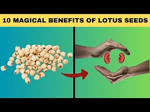 10 Magical Benefits of Lotus Seeds | Fox Seeds