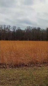 FIELDS OF GOLD IN INDIANA!