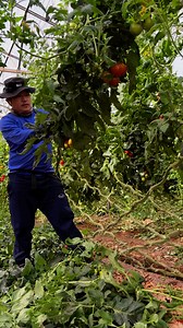 1.4M views · 10K reactions | Pruning Tomatoes Leaves  #greenhouse #gardening #asmr #garden #reels #farming #satisfying #food #agriculture #tomato #vegetables #shorts #harvesting #harvestingtime #fruitsbasket #gardeningtips #gardenharvest #fruits | JUMOH Han | Facebook