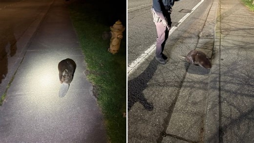 Why did the beaver cross the road? Redmond local says he was 'on a mission from God' - MyNorthwest.com