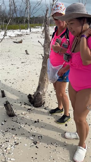 Best Shelling Spots on Marco Island 🏝️ All Shells have a story 🐚❤️We all love shells but it’s much more than just collecting shells while touring with us. We take you on a relaxing boat ride through the Ten Thousand Islands ...we always see beautiful wildlife. When we arrive on the Islands we are there to collect shells / enjoy the scenery it’s an amazing experience of where it takes your mind. When on the beach it seems as if nothing else matters... just being there witnessing the beauty of t