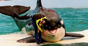 Lolita the orca dies at Miami Seaquarium after half-century in captivity