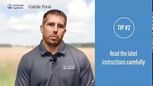 3.7K views | If we effectively deworm cattle coming off pasture in the fall, they should remain clean through the winter. Watch David Shirbroun, DVM, Boehringer Ingelheim, as he talks about deworming timing, product application and finding the right dewormer for your cattle. If you have questions, please leave them in the comments below! | Boehringer Ingelheim Cattle Health | Facebook