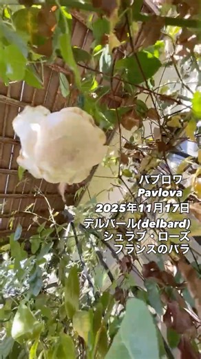 パブロワ Pavlova⠀⠀2025年11月17日デルバールdelbardのシュラブ・ローズ。フランスのバラ。