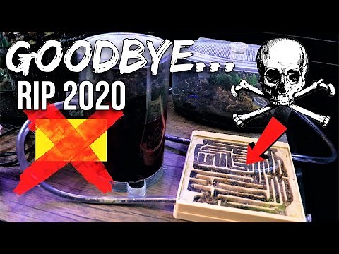 How I Revived My Yellow Crazy Ants | AC Hybrid Nest & AC Ant Tower