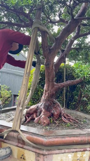大型蘭嶼羅漢松定位作業Positioning Work for a Large Lanyu Podocarpus Tree. #LanyuPodocarpus #TreePositioning #LandscapeInstallation #GardenDesignTaiwan #PodocarpusProject #BonsaiLandscape #樹木定位作業#蘭嶼羅漢松 | 台灣滿峰園．盆栽網誌團(Bonsai.Taiwan)
