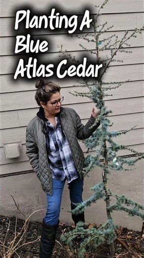 Planting A Blue Atlas Cedar 🌲 A Bold Evergreen Choice 🌲