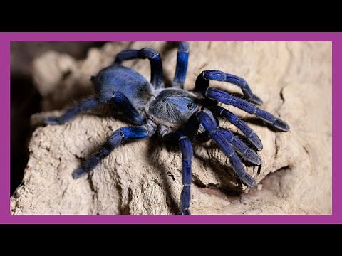 Cobalt Blue Tarantula