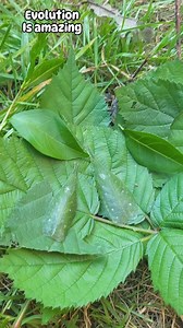 42K views · 1.6K reactions | Phyllomimus katydids #insect #entomology #katydid #evolution #camouflage #insects #nature #wildlife #animals | Moth of the day | Facebook