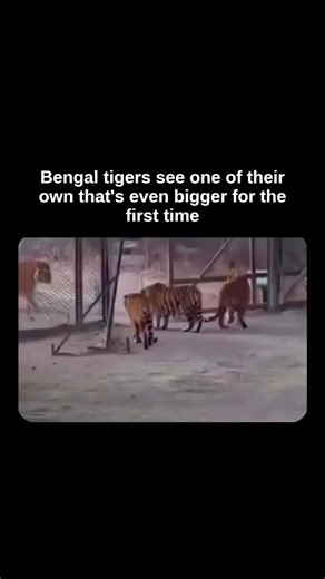 Explaining Page | Bengal tigers come face to face with a much larger relative — the Siberian tiger. Same species, but different conditions made them almost... | Instagram