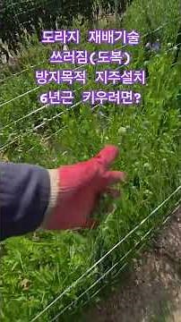 도라지💕 6년근 재배방법?👍 쓰러짐(도복) 방지목적 지주 및 끈 설치😃