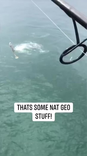 2.3M views · 10K reactions | This is such a crazy capture! #fishing #bigfish #shark #pier #beach #beachfishing #beachbum | Bama Beach Bum | Facebook