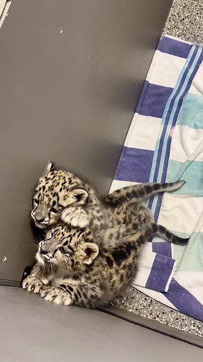 Sound Up for snow cub adorableness. #snowleopard #snowleopards #cubs #leopards #endangeredspecies