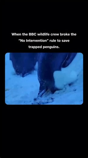 The Viral Culture on Instagram: "While filming the Dynasties series for BBC on the icy Antarctic plains, the wildlife crew discovered a colony of emperor penguins trapped in a deep ravine after a storm. Mother penguins with their chicks were unable to climb the steep ice slope, and some chicks had already died in the freezing cold. Normally, BBC crews follow a strict rule of non-interference, but faced with the scene, they decided to act. They carefully dug a shallow ramp into the ice, giving th