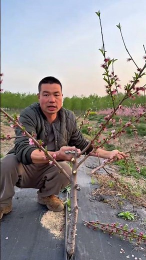 How to shape young peach tree for maximum growth #satisfying #pruning #shorts
