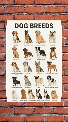 Best Dog Names (Ideas for Naming Your Puppy)