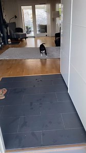 Harley on Instagram: "Zoom zoom baby🌪️ • • • #staffordshirebullterrier #staffordshire #staffie #staffy #staffe #bullterrier #dog #dogs #zoom #hund #hundar @sverigesroligastedjur"