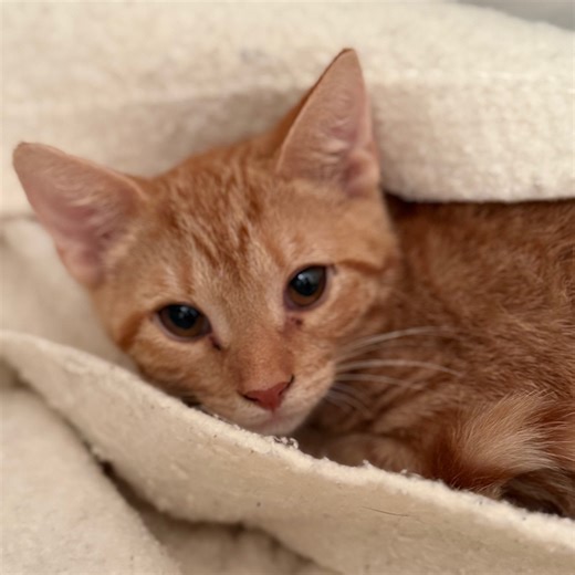 New cat café opens in N.J. town, with Wi-Fi, food and rescue felines to play with for a fee